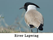 River Lapwing