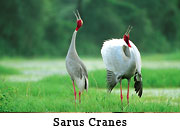 Sarus Cranes