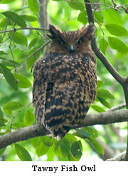 Tawny Fish Owl