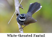 White-throated Fantail