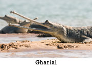 Gharial