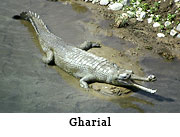 Gharial
