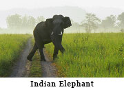 Indian Elephant