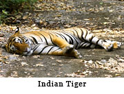 Indian Tiger