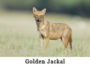 Golden Jackal