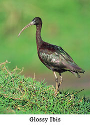 Glossy Ibis