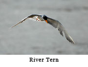 River Tern