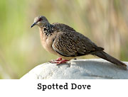 Spotted Dove