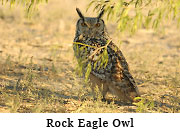 Rock Eagle Owl