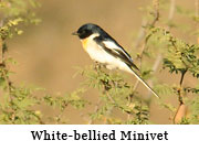 White-bellied Minivet