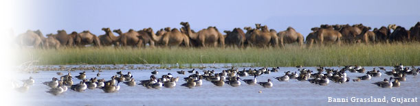 Birding In India - Banni Grassland, Gujarat