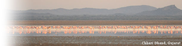 Birding In India - Chhari Dhand, Gujarat