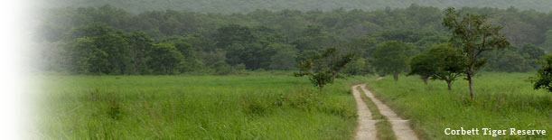 Birding In India - Corbett Tiger Reserve