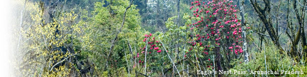 Birding In India - Eagle's Nest Pass, Arunachal Pradesh