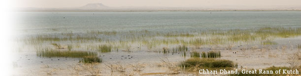 Birding In India - Chhari Dhand, Great Rann of Kutch