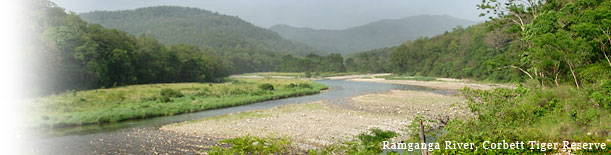 Birding In India - Ramganga River, Corbett Tiger Reserve