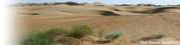 Birding In India - Thar Desert, Rajasthan